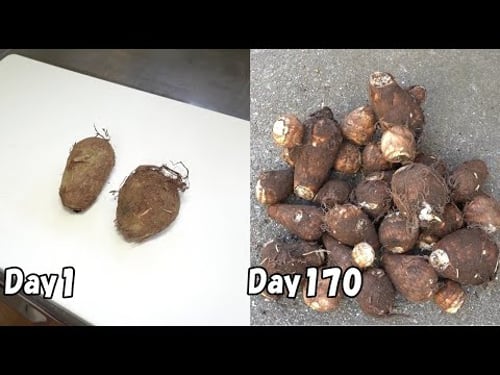 スーパーで買った里芋をそのまま植えたら約20倍に増えた…(再生栽培) / How to regrow taro from store-bought taro