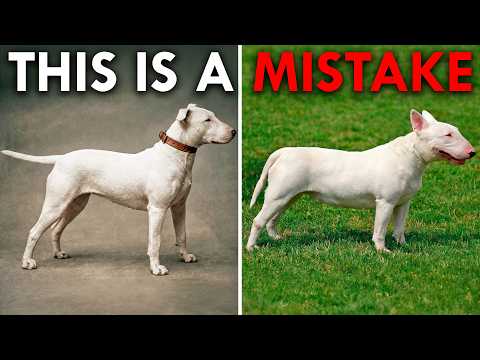 Dogs Were Never Meant to Look Like This