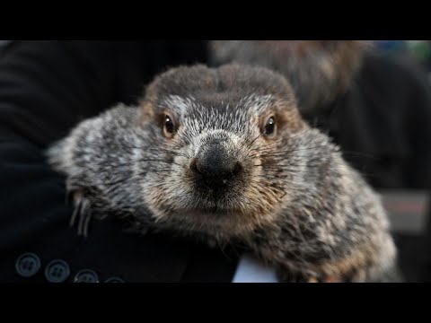 Groundhog Day 2026 live video: Will Punxsutawney Phil see his shadow? More winter or early spring?