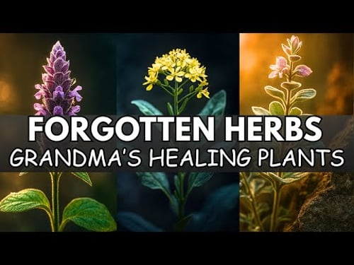 20 Forgotten Herbs That Heal & Flavor Everything - The Lazy Gardener's Goldmine | Nostalgia Herbs