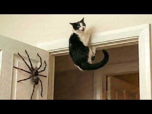 Crazy Cats vs Wild Animals πΉ | Funniest Chaos Moments Compilation 2026