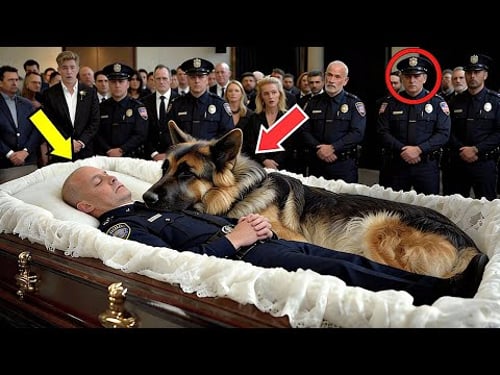 The Police Dog Did Not Leave the Officer’s Coffin — What Officers Discovered Next Shocked Everyone!