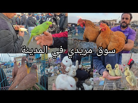 سوق مريدي في بغداد |المدينة #سوق الغزل الثاني يوم الأربعاء 2025/12/17