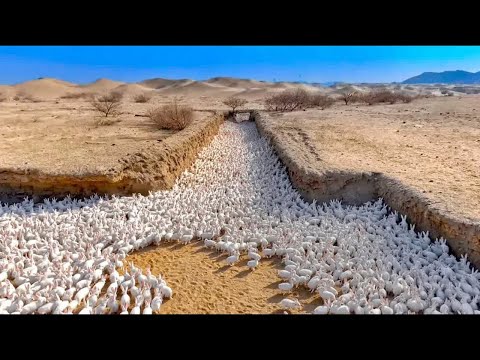 La Chine Libère Un Million De Lapins Dans Le Désert : Le Résultat A Choqué Le Monde