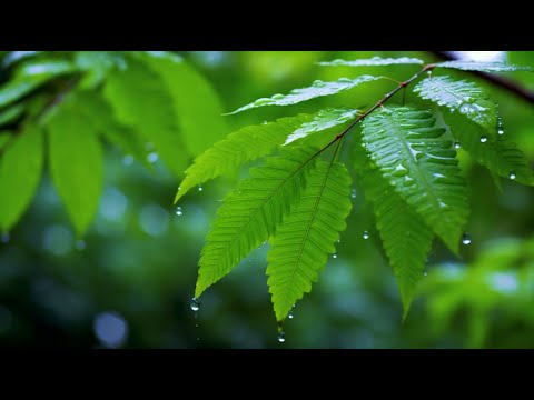 아침에 듣기 좋은 명상음악 ☀️ 기운을 북돋우고 집중력 강화하는 힐링뮤직