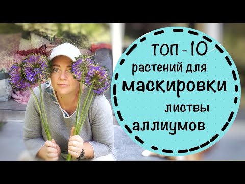 ☘️ТОП 10 простых растений, которые закроют листву луков.☘️Листва афлатунских луков сохнет☘️ Май 24