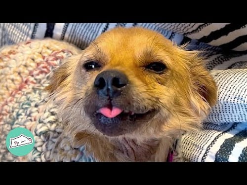 Rescue Dog Chooses To Smile Every Day @CuddleBuddiesChannel
