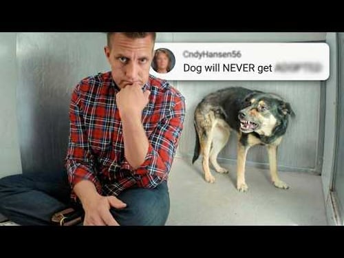 She Growled at Everyone…but ONE Comment Changed Everything (PUPDATE)