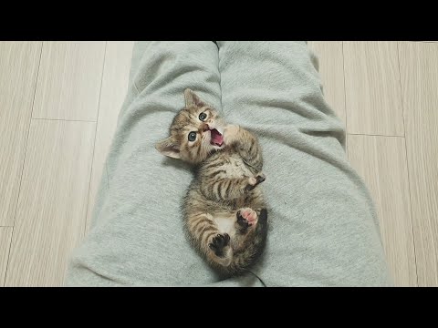 귀여운 아기고양이 한방에 몰아보기