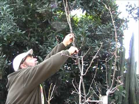 Pear Tree Pruning