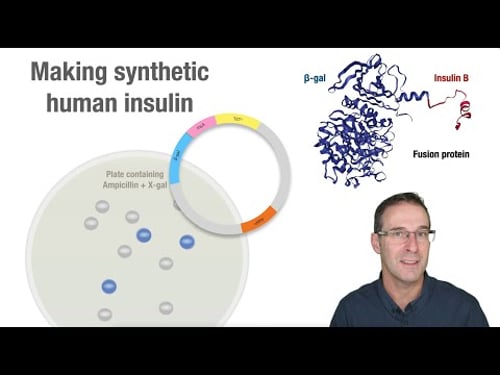 Making synthetic human insulin