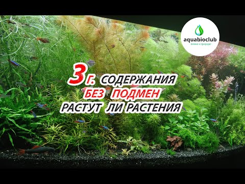 3 г. содержания без подмен. Секрет аквариума без подмен! Растут ли растения? Как часто прополка?