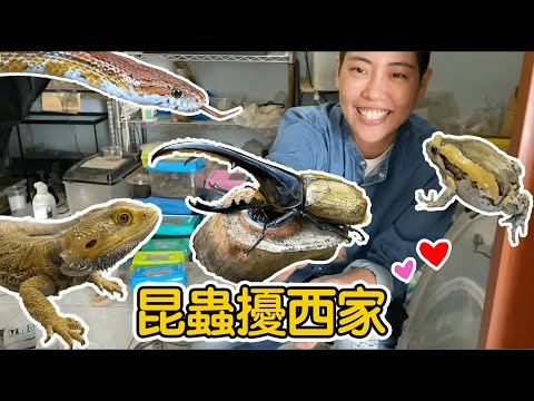 【昆蟲擾西Vlog】昆蟲擾西家的鄉間小屋!一天要帶多少昆蟲動物出門呢?happy life!