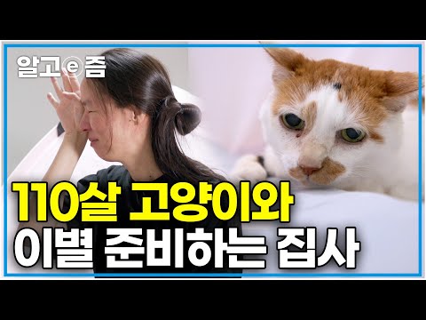 "가족이 되어준 고양이와 이별이라니..." 110살 고양이와 이별을 준비하는 집사의 슬픈 이야기|고양이를 부탁해|알고e즘