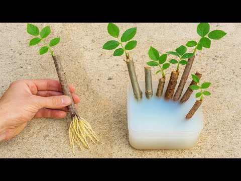 ANY PLANT AND BRANCH TAKES ROOTS (Quick technique without spending anything)