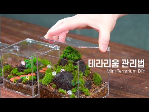 Does moss die in summer? You must know the care method!ㅣJeju Aegimoraem Terrarium DIY Kit Guide