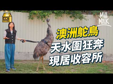 #MM|澳洲鴕鳥獲收容所領養 曾在天水圍狂奔 幼稚園助教辭工開動物收容所 10年救助過千動物尋家 收留老弱傷殘被棄養動物|#700萬種生活 #4K