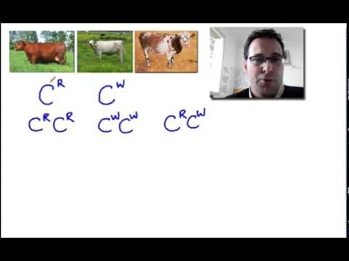 Codominant Monohybrid Cross