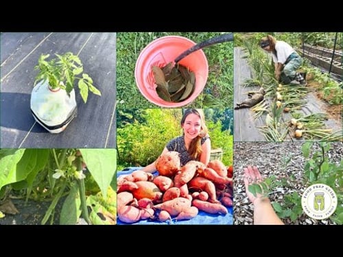 7 Ways to RECESSION-PROOF Your Garden