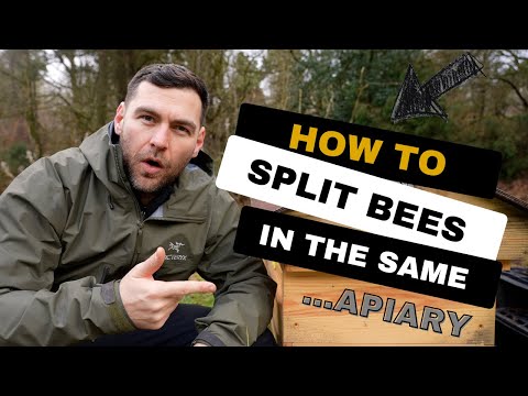 What To Do Before Making Same Apiary Beehive Splits