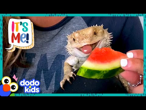 Bearded Dragon Chows Down On Everything, But NOT Spinach?! | Dodo Kids | It’s Me