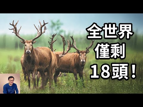 最傳奇的「東方神獸」,給姜子牙當坐騎,被趙高「指鹿為馬」,一度僅剩18頭,竟然奇跡般的沒有滅絕!「四不像」麋鹿的瘋狂真相……【老肉雜談】#動物 #知識 #科普 #生物 #麋鹿