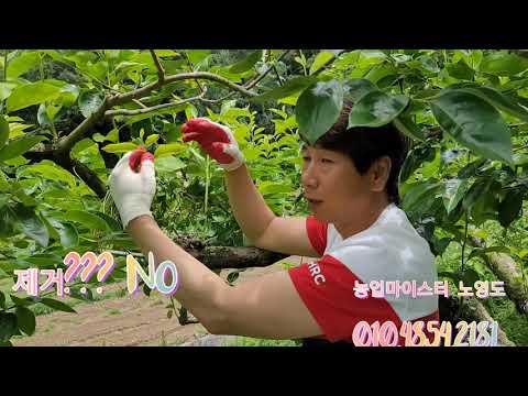 #도장지관리는? #깍지벌레 #낙엽병방제 #농업마이스터 #동광농장 #노영도 #단감 #맛있는과일만들기