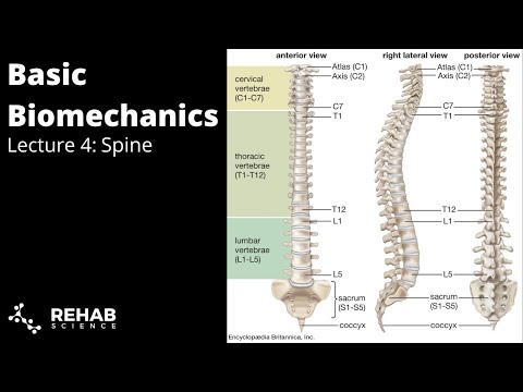 Biomechanics Lecture 4 - Spine