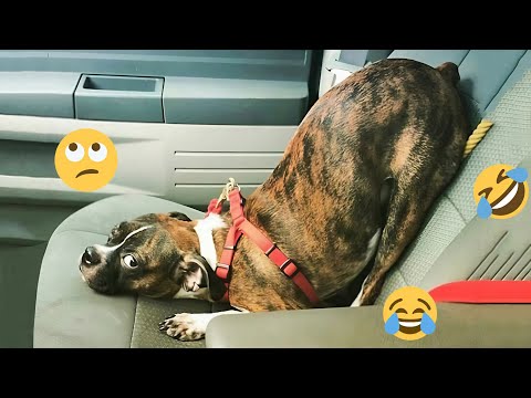 HILARIOUS DOGS Being Weird π€ͺ NEW Funniest Dogs Video 2025 #2