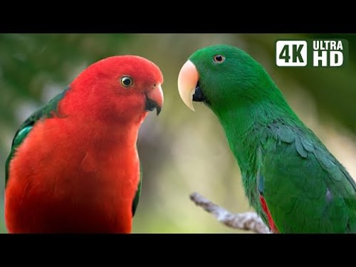 THE MAGICAL WORLD OF PARROTS | WONDERFUL RELAXING SOUNDS | BIRDS SOUNDS | SOOTHING NATURE |