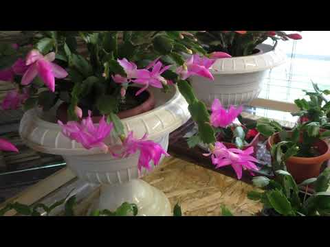 Зигокактус Шлюмбергера или " декабрист". Уход во время бутонизации и цветения