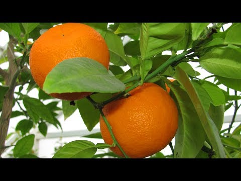 Как вырастить комнатный лимон и мандарин. Чем прививать мандарин