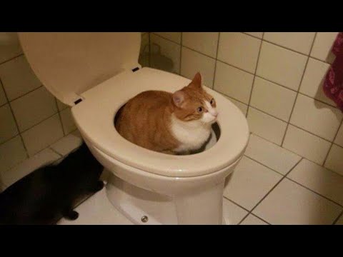 Funny Animals That'll Instantly Brighten Your Mood | Funniest Animals Video 2025 😂