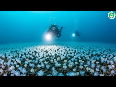 Hard To Believe! These Tiny Animals Can TAKE OVER AN ENTIRE OCEAN
