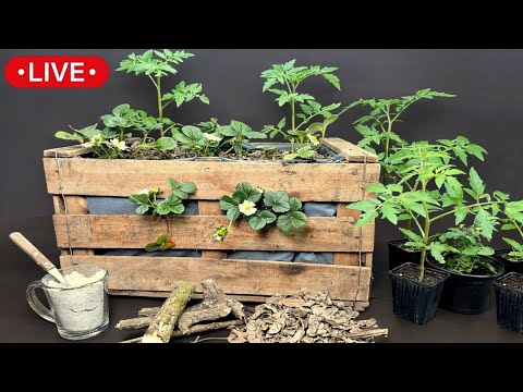 Growing Tomatoes and Strawberries in a Vegetable Box