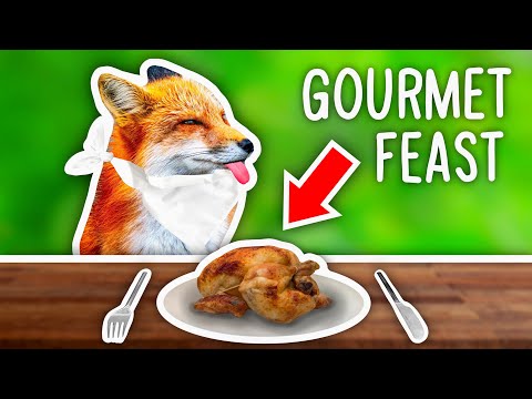 I Opened a GOURMET Restaurant For FOXES!