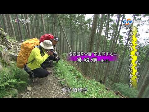 【台灣誌 #789】雪山西稜 我們來了 雨霧黑森林 一片蒼茫雪山主_20170820