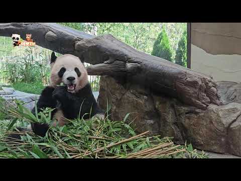 20251105 세컨하우스 전체영상 🐼루이바오🐼후이바오 🎦💕