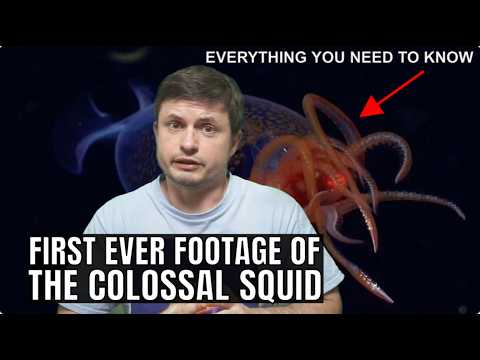 First Ever Footage of the Colossal Squid and Here's What We Know About It