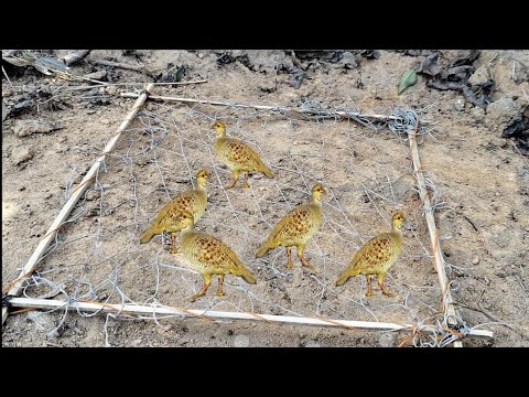 जानिए तीतर कैसे पकड़े 🤔 मिट्टी के अंदर का जला कैसे बनाए जानो 😀 1 क्लिक पूरा जानकारी