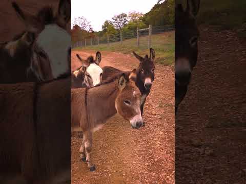 Autumn Walk 🍁 #fall #autumnwalk #walk #hike