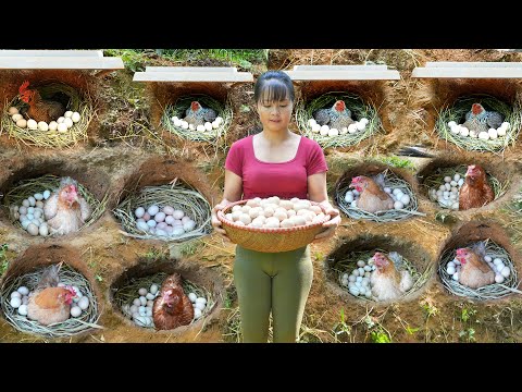 TIMELAPSE: Build Many Nest For Hens To Lay Egg - Harvest Chicken Eggs, Ducks Eggs Go To Sell