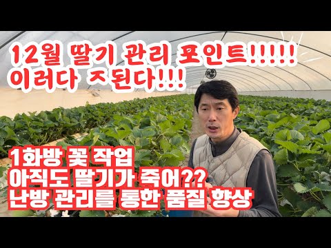 12월 딸기 관리 잘하셔야합니다!!! 잘못하면 ㅈ됩니다!!!! 설향 딸기 품질 향상!!!