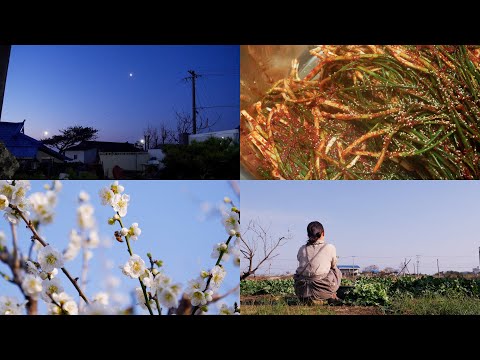 최고의 맛! 엄마가 새벽에 버무린 매콤한 유채 파김치에 가자미 쑥국 | Best Taste: Mom's Fresh Dawn Kimchi & Fragrant Flounder Soup