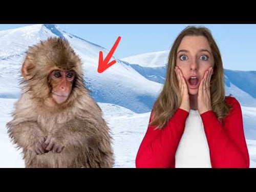 This is Japans best kept secret! 🇯🇵🐒 (Japanese Snow Monkeys)