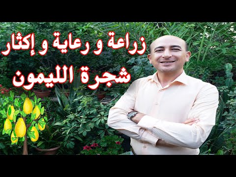 زراعة و رعاية و إكثار أشجار الليمون, الاعتناء باشجار الليمون, Lemon Tree care, Grow Lemon Tree
