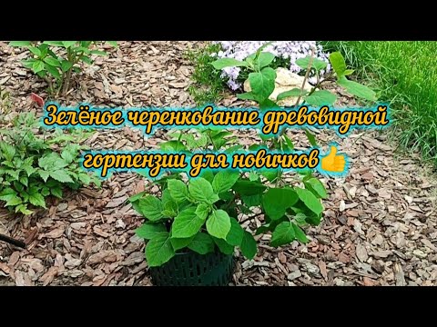 26.04.2024г. Черенкование древовидной гортензии зелëными побегами🌱🌱🌱