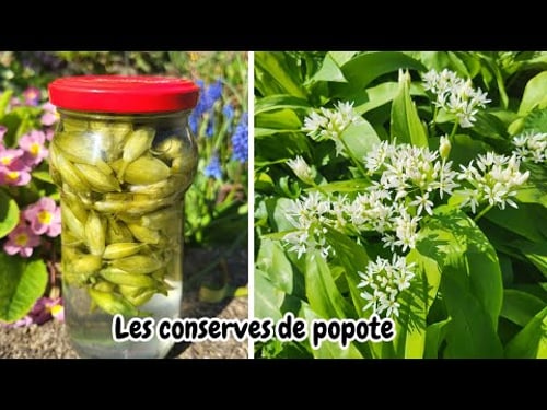 PICKLES DE FLEURS D'AIL DES OURS - Les conserves de popote -