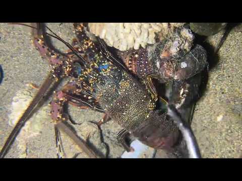 Diving under the sea to catch eels, crabs and sea cucumbers | Part 218-1