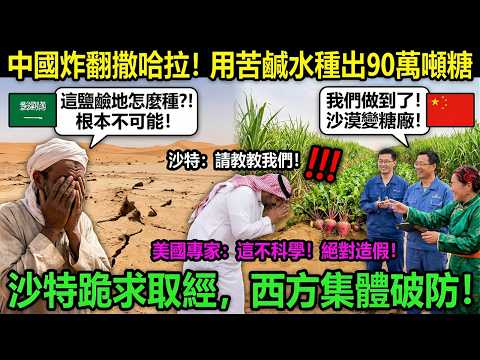 中國炸翻撒哈拉!用苦鹹水種出90萬噸糖,沙特跪求取經,西方集體破防